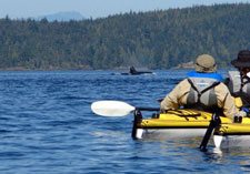 Canada-British Columbia-Orca Camp - Johnstone Strait